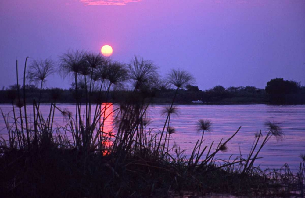 Wall Art Painting id:136077, Name: Kenya Sunset reflects on water through reeds, Artist: Williams, Joanne