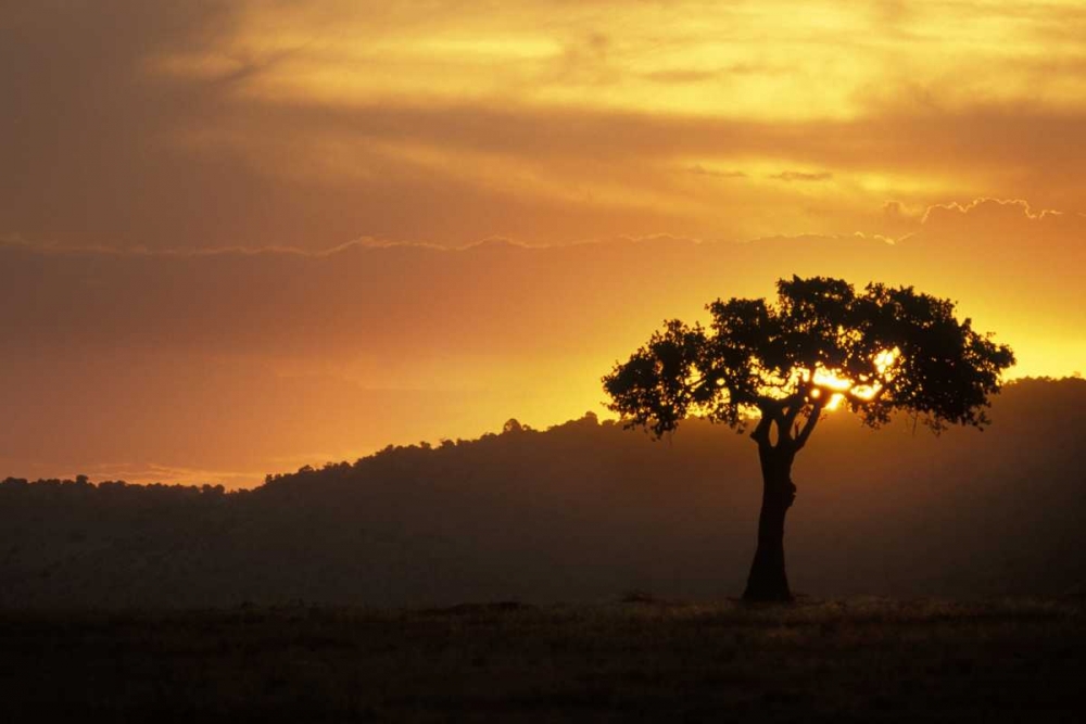 Wall Art Painting id:126802, Name: Kenya, Masai Mara Acacia silhouetted at sunset, Artist: Grall, Don