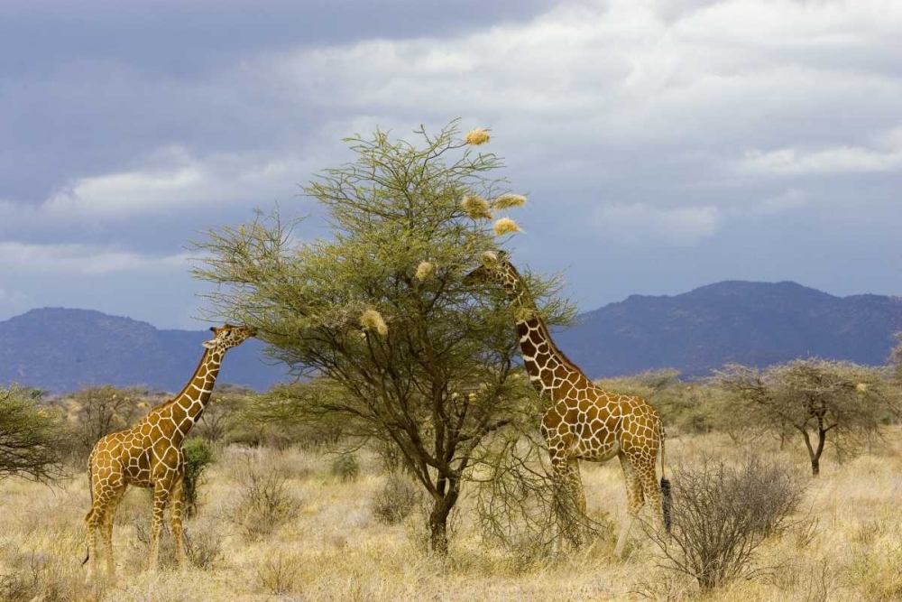 Wall Art Painting id:136012, Name: Kenya Two giraffes munch on tree leaves, Artist: Williams, Joanne