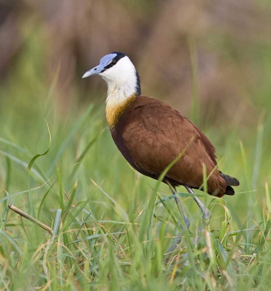 Wall Art Painting id:136007, Name: Kenya Close-up of jacana bird in grass, Artist: Williams, Joanne