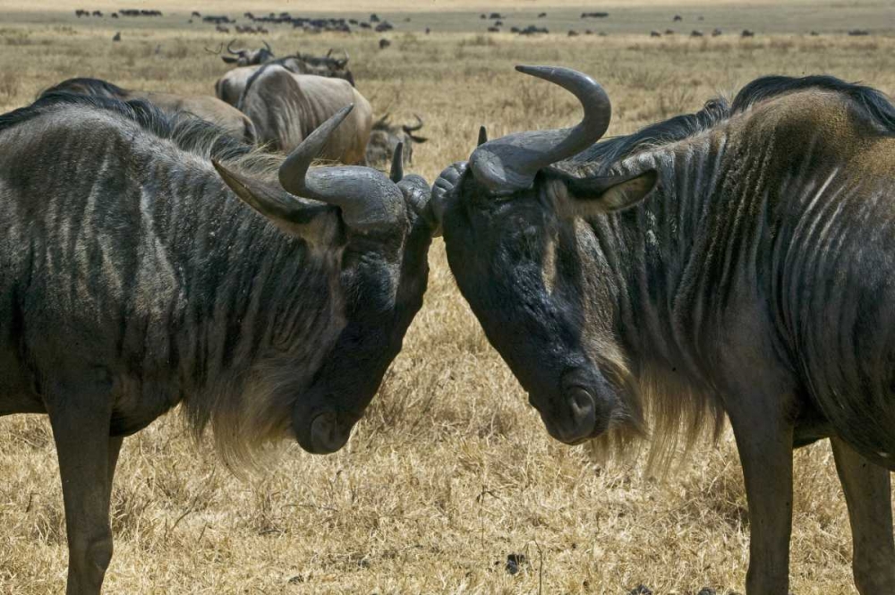 Wall Art Painting id:136017, Name: Kenya Two wildebeest begin confrontation, Artist: Williams, Joanne