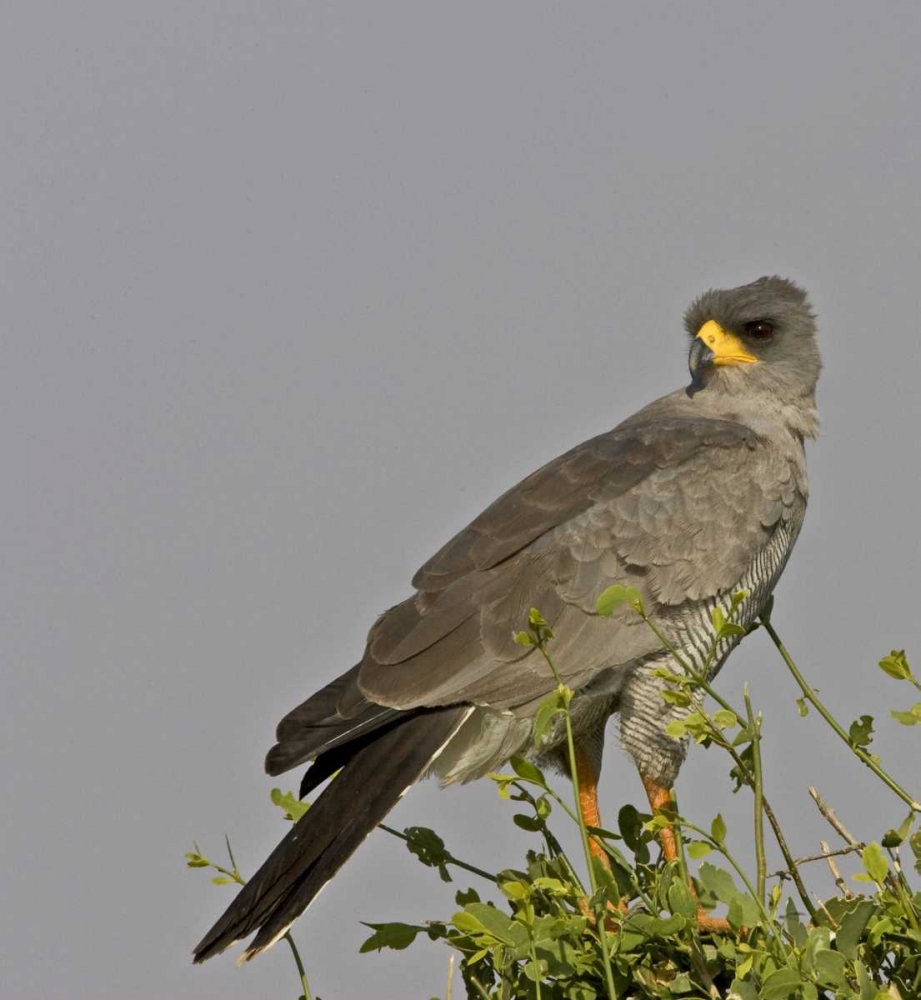 Wall Art Painting id:136042, Name: Kenya Close-up of Chanting Goshawk on bush, Artist: Williams, Joanne