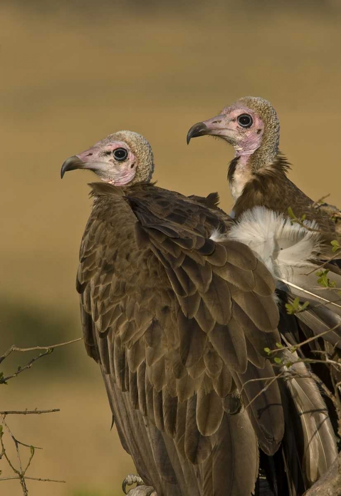 Wall Art Painting id:136044, Name: Kenya Profile of two lappet-faced vultures, Artist: Williams, Joanne