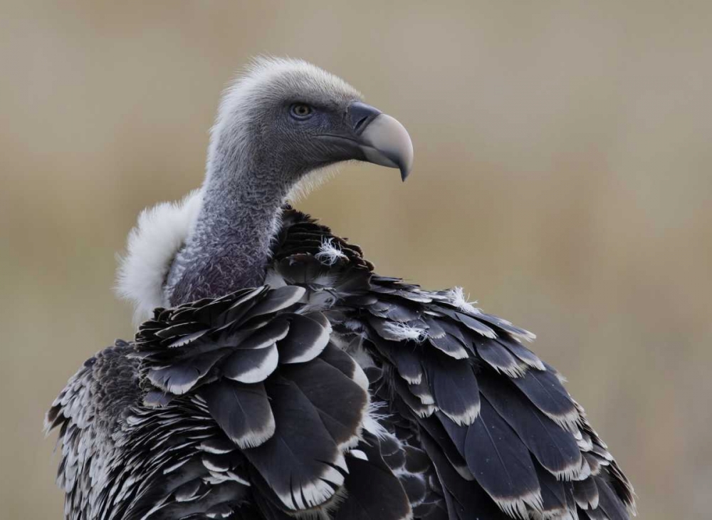 Wall Art Painting id:131141, Name: Kenya, Masai Mara Ruppells griffon vulture, Artist: Morris, Arthur