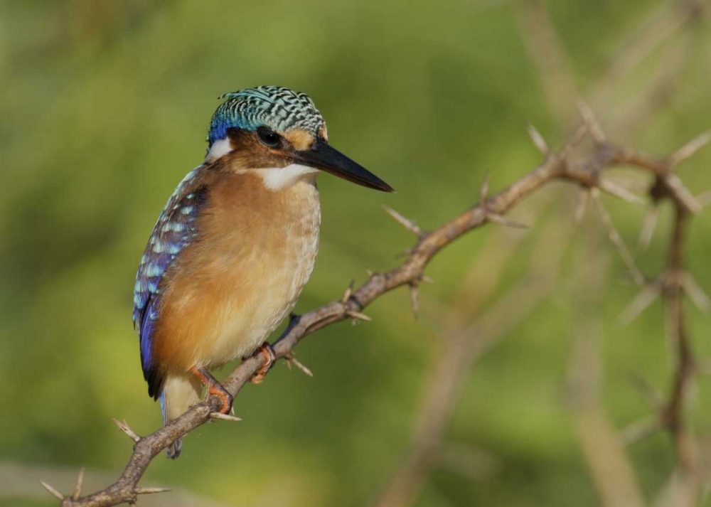 Wall Art Painting id:131160, Name: Kenya, Lake Baringo Pygmy kingfisher perched, Artist: Morris, Arthur