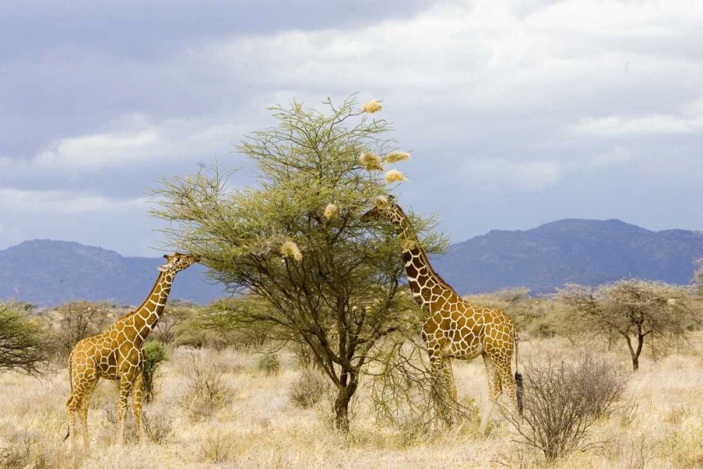 Wall Art Painting id:136008, Name: Kenya Two giraffes eat leaves off tree, Artist: Williams, Joanne