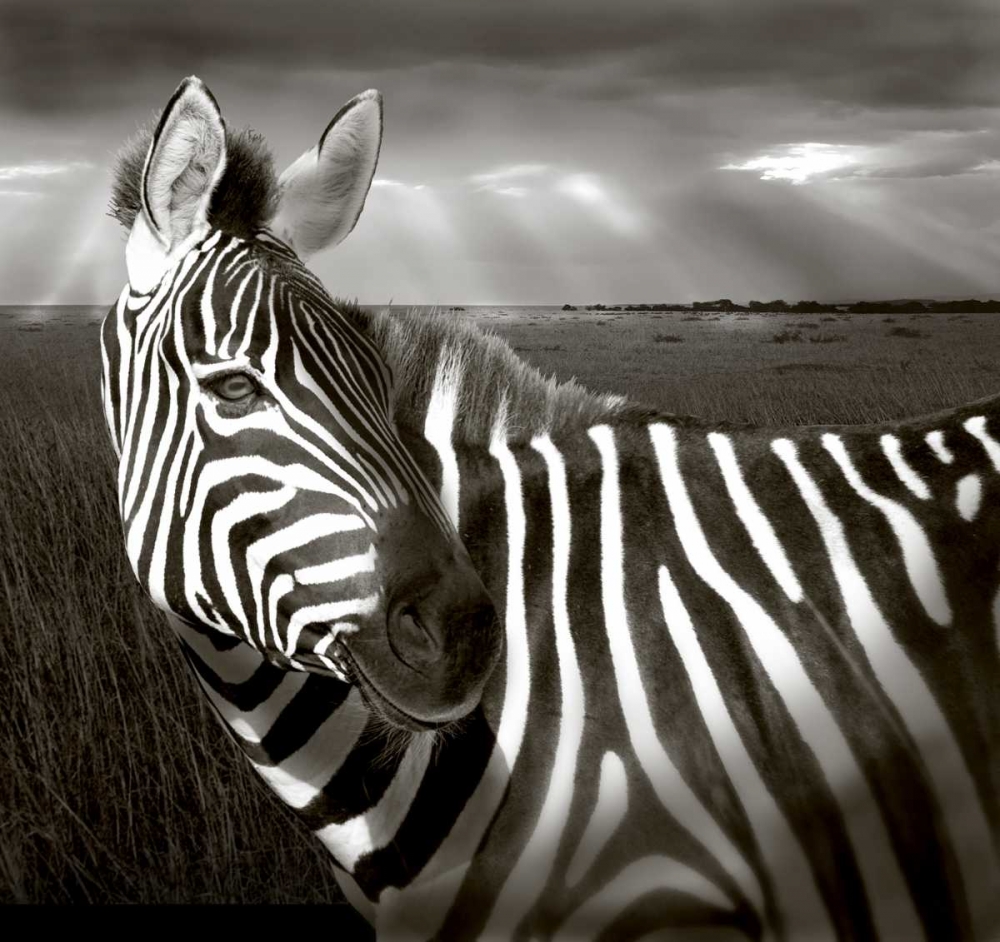 Wall Art Painting id:136011, Name: Kenya Black and white of zebra and plain, Artist: Williams, Joanne