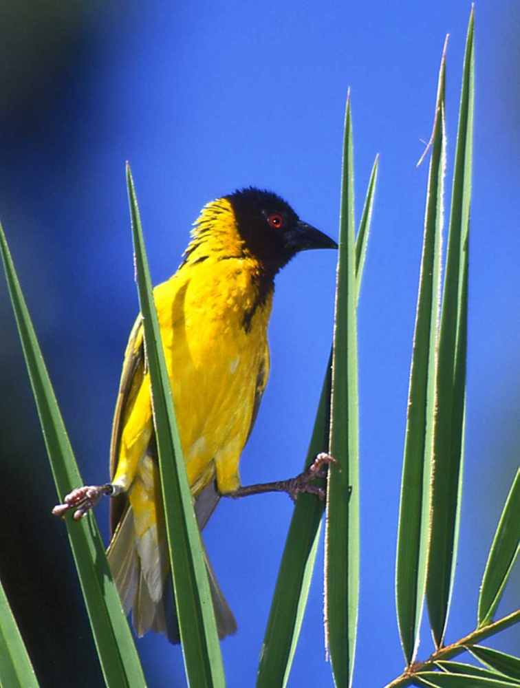 Wall Art Painting id:136009, Name: Kenya Masked weaver bird grasps leaves, Artist: Williams, Joanne