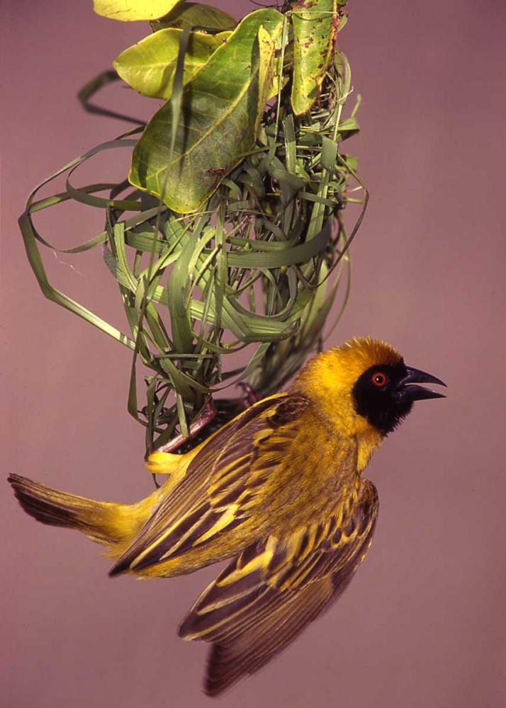 Wall Art Painting id:136019, Name: Kenya Masked weaver bird building a nest, Artist: Williams, Joanne