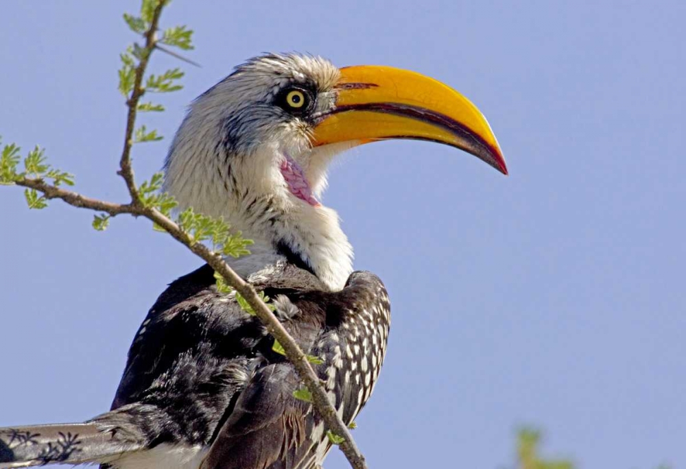 Wall Art Painting id:136067, Name: Kenya Profile of yellow-billed hornbill bird, Artist: Williams, Joanne