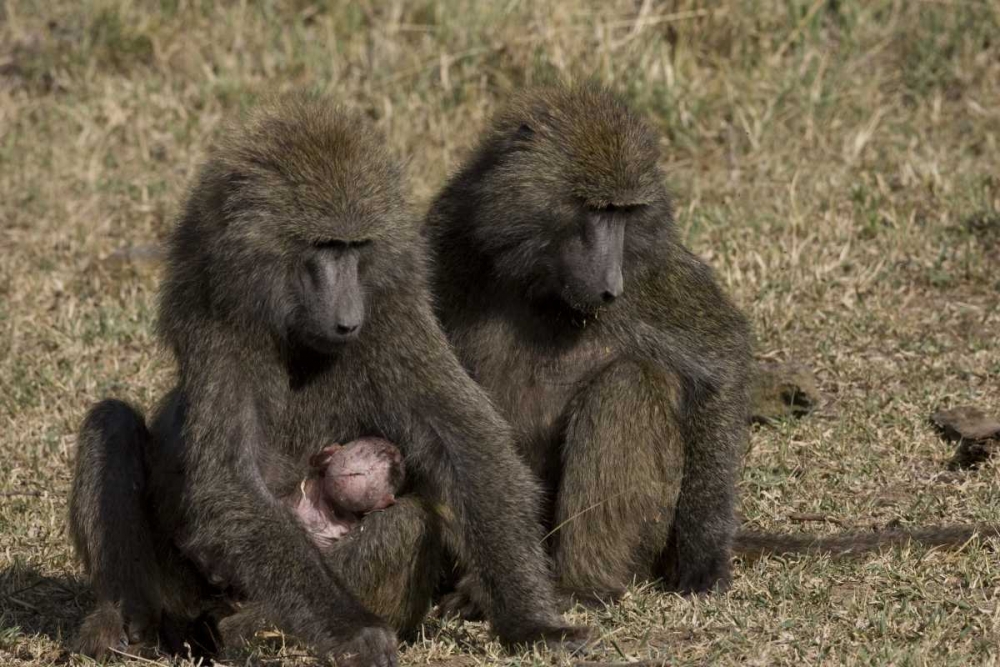 Wall Art Painting id:136000, Name: Kenya Mother baboon with newborn baby, Artist: Williams, Joanne