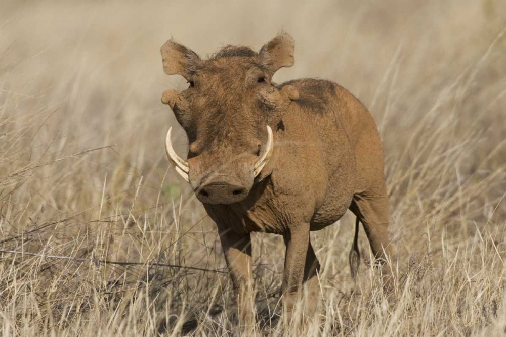 Wall Art Painting id:136085, Name: Kenya Frontal view of male warthog with tusks, Artist: Williams, Joanne