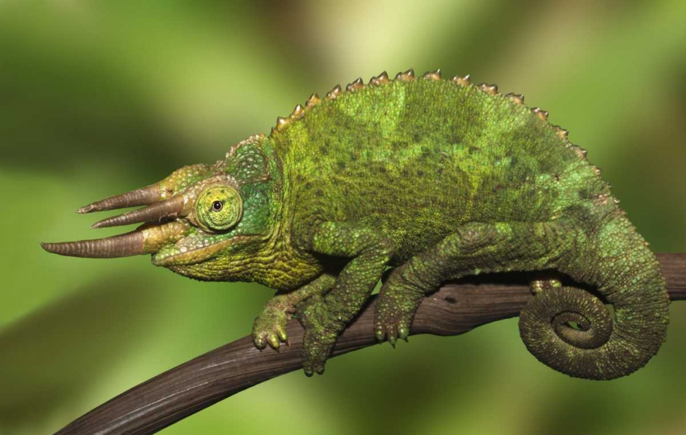 Wall Art Painting id:126778, Name: Kenya Close-up of Jacksons Chameleon on limb, Artist: Flaherty, Dennis