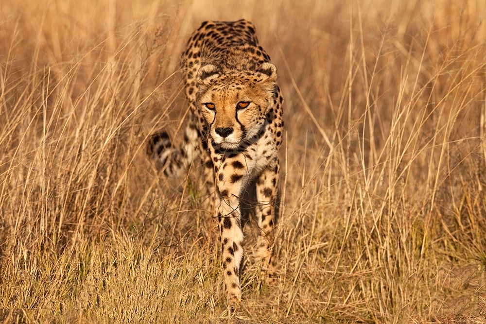 Wall Art Painting id:398745, Name: Kenya-Masai Mara National Reserve Cheetah close-up at sunset, Artist: Jaynes Gallery