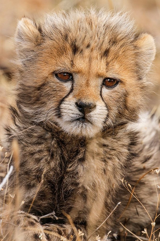 Wall Art Painting id:398747, Name: Kenya-Masai Mara National Reserve Cheetah cub close-up, Artist: Jaynes Gallery