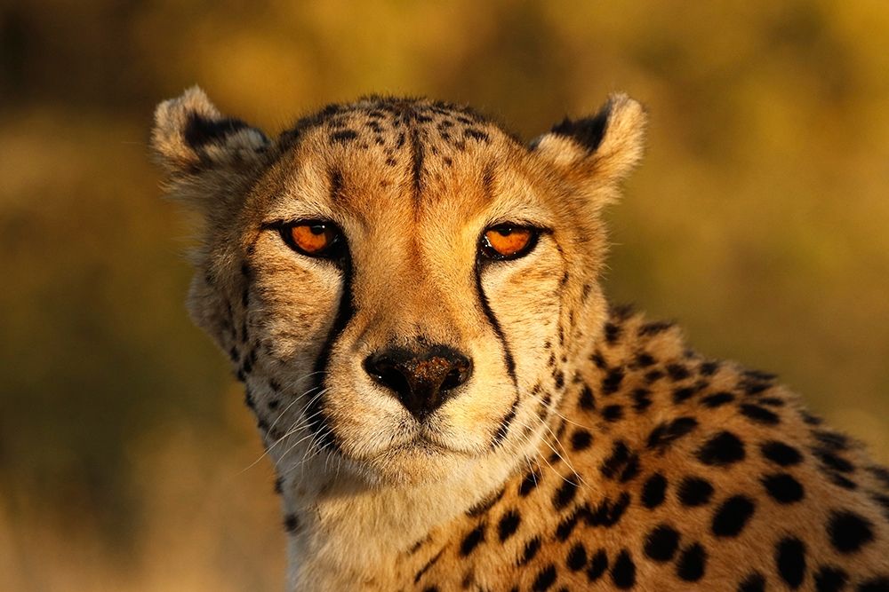 Wall Art Painting id:398748, Name: Kenya-Masai Mara National Reserve Cheetah close-up at sunset, Artist: Jaynes Gallery