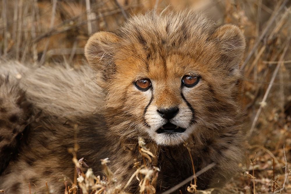 Wall Art Painting id:398749, Name: Kenya-Masai Mara National Reserve Cheetah cub close-up, Artist: Jaynes Gallery