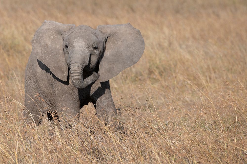 Wall Art Painting id:517332, Name: Africa-Kenya-Ol Pejeta Conservancy-Baby African elephant, Artist: Hopkins, Cindy Miller