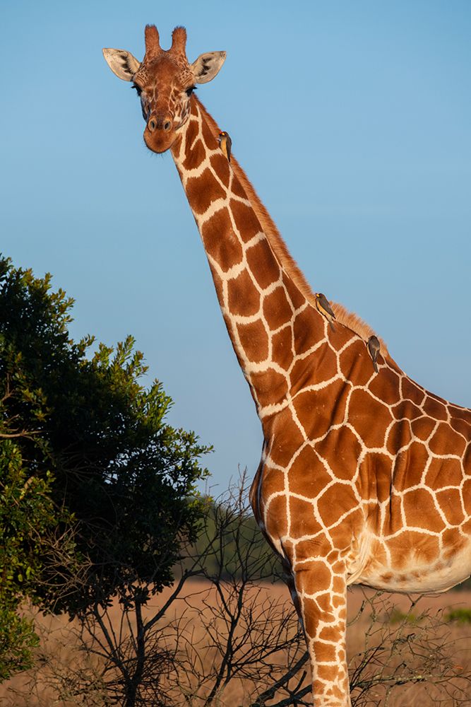 Wall Art Painting id:517333, Name: Africa-Kenya-Ol Pejeta Conservancy-Reticulated giraffe with yellow-billed oxpeckers, Artist: Hopkins, Cindy Miller