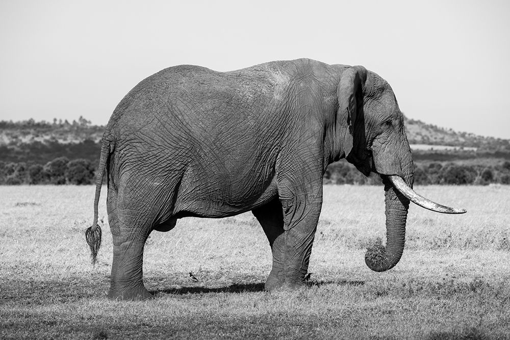 Wall Art Painting id:517334, Name: Africa-Kenya-Ol Pejeta Conservancy-Lone bull African elephant, Artist: Hopkins, Cindy Miller