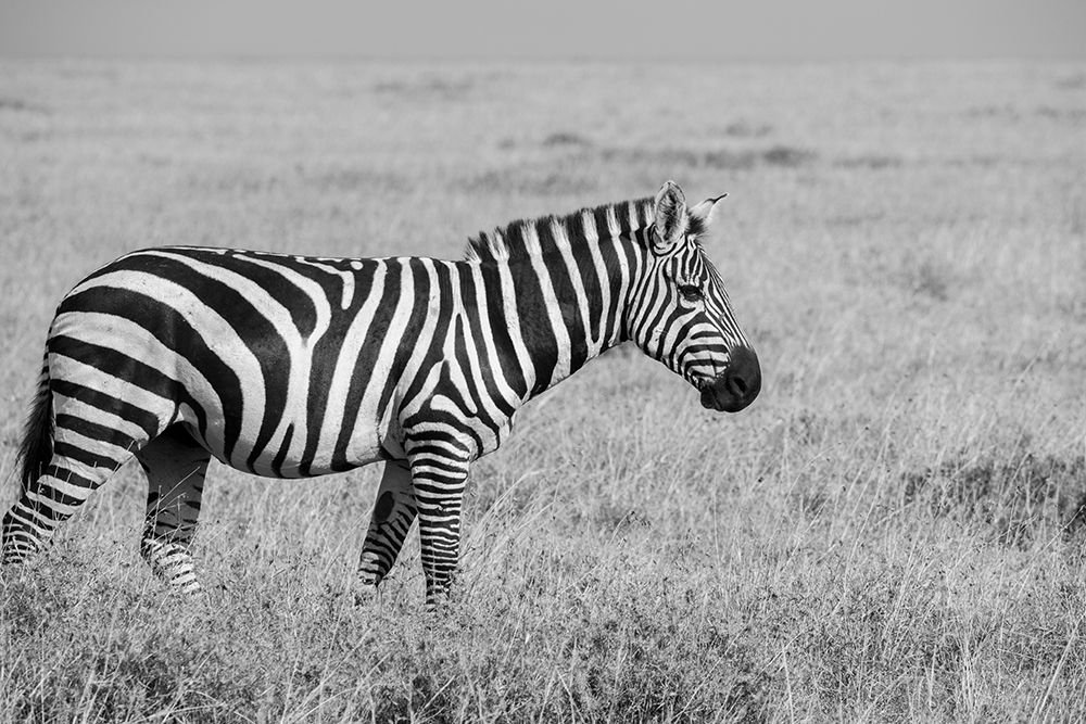 Wall Art Painting id:517335, Name: Africa-Kenya-Ol Pejeta Conservancy-Bruchells zebra-Equus burchellii-in grassland habitat,, Artist: Hopkins, Cindy Miller