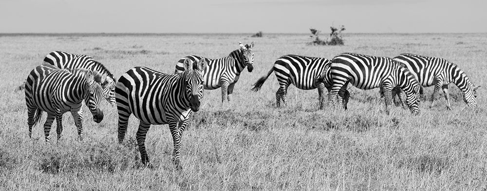 Wall Art Painting id:517336, Name: Africa-Kenya-Ol Pejeta Conservancy-Herd of Bruchells zebra-Equus burchellii-in grassland habitat, Artist: Hopkins, Cindy Miller