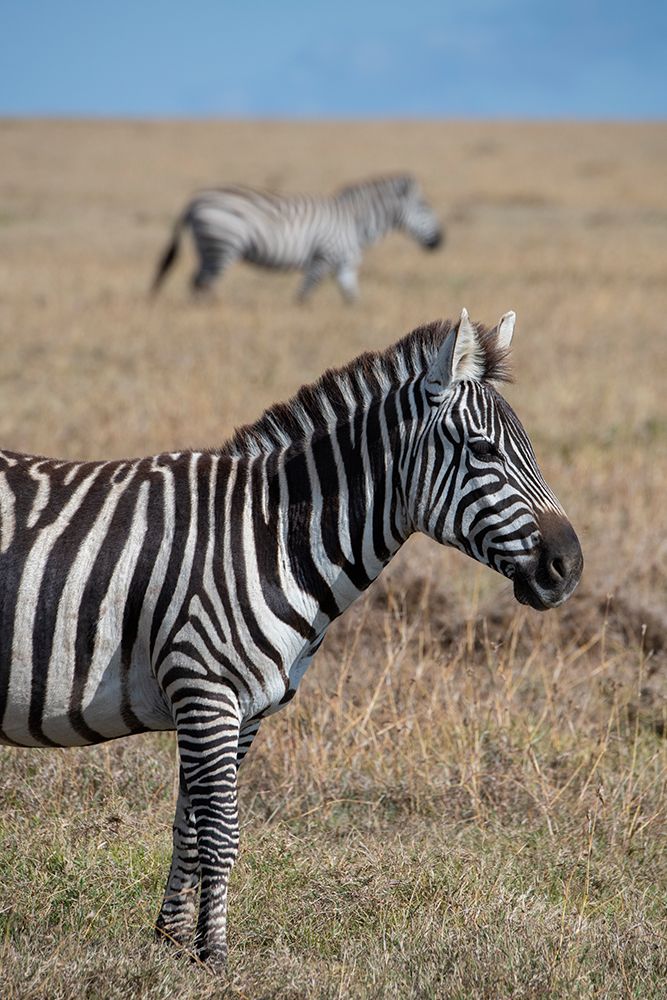 Wall Art Painting id:517337, Name: Africa-Kenya-Ol Pejeta Conservancy-Bruchells zebra-Equus burchellii-in grassland habitat, Artist: Hopkins, Cindy Miller