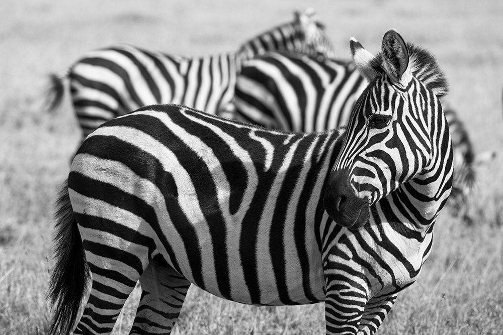 Wall Art Painting id:517338, Name: Africa-Kenya-Ol Pejeta Conservancy-Bruchells zebra-Equus burchellii-in grassland habitat, Artist: Hopkins, Cindy Miller