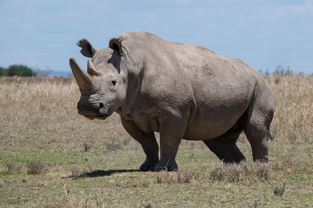 Wall Art Painting id:517339, Name: Africa-Kenya-Ol Pejeta Conservancy-one of the last 2 critically endangered Northern white rhinos, Artist: Hopkins, Cindy Miller