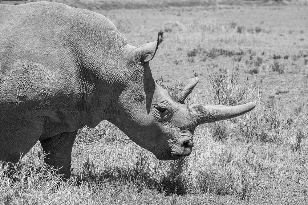 Wall Art Painting id:517340, Name: Africa-Kenya-Ol Pejeta Conservancy-one of last 2 critically endangered Northern white rhinos, Artist: Hopkins, Cindy Miller