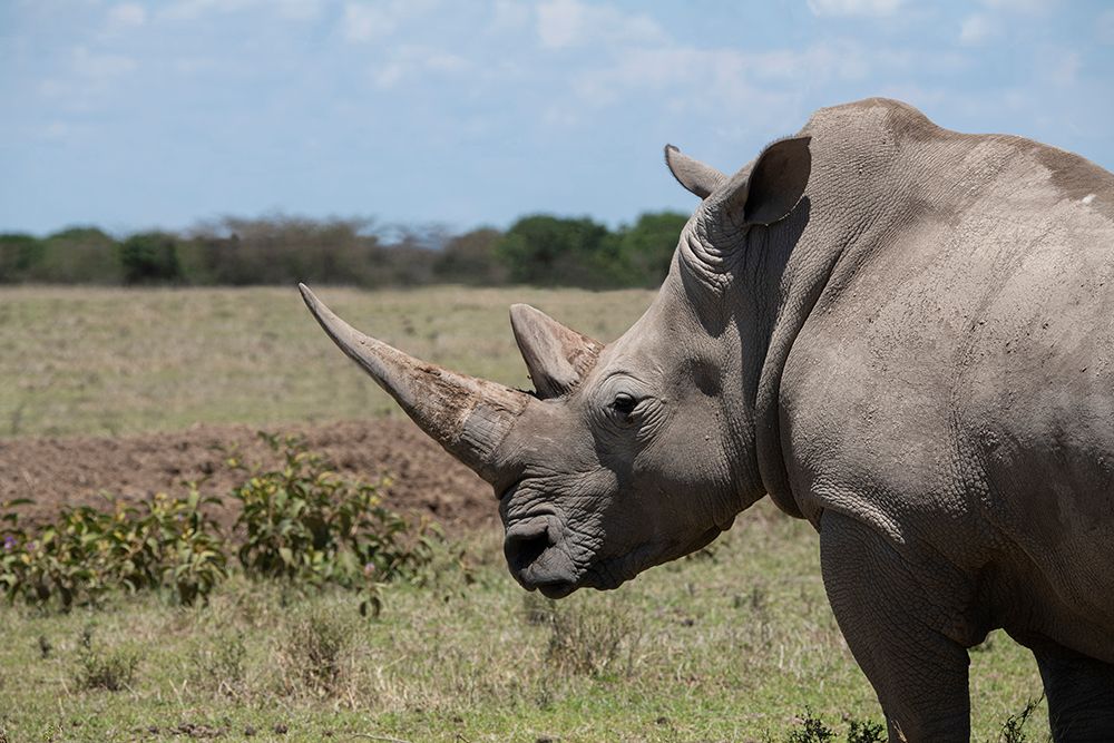 Wall Art Painting id:517341, Name: Africa-Kenya-Ol Pejeta Conservancy-One the last 2 critically endangered Northern white rhinos, Artist: Hopkins, Cindy Miller