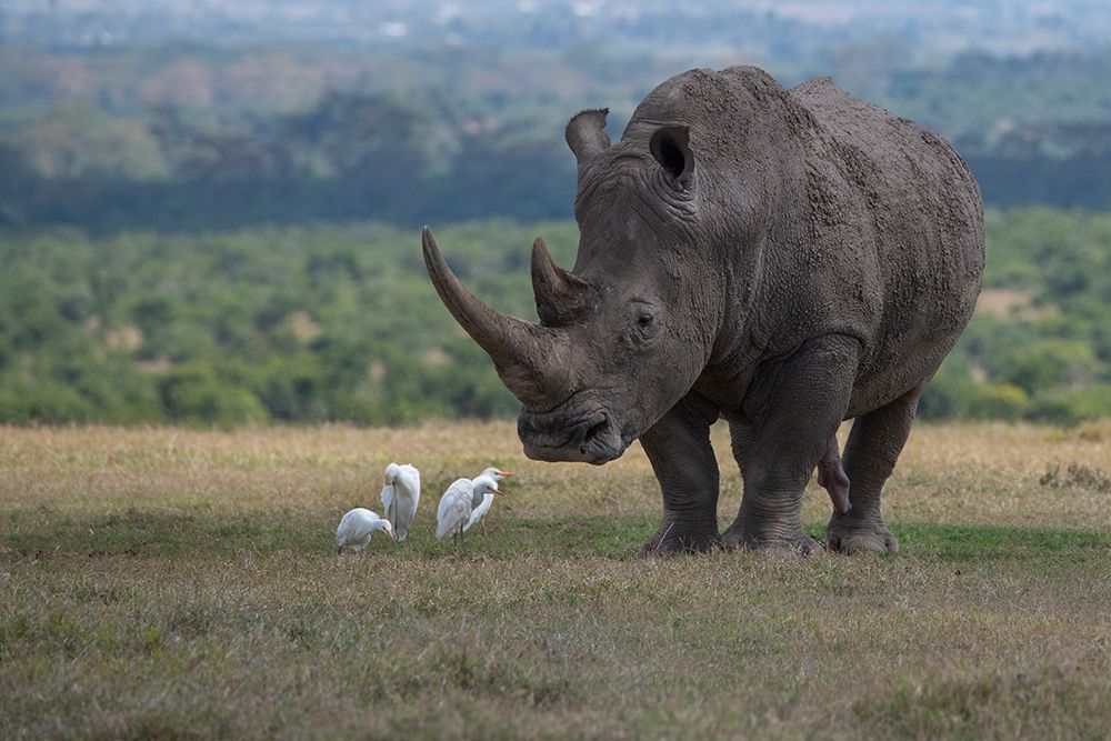 Wall Art Painting id:517342, Name: Africa-Kenya-Ol Pejeta-Southern white rhinoceros-Ceratotherium simum simum-with cattle egrets, Artist: Hopkins, Cindy Miller