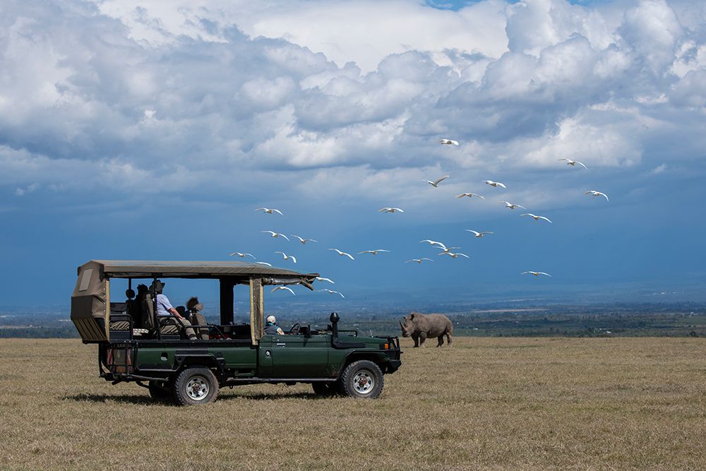 Wall Art Painting id:517343, Name: Africa-Kenya-Ol Pejeta Conservancy-Safari jeep with Southern white rhinoceros-Ceratotherium simum, Artist: Hopkins, Cindy Miller