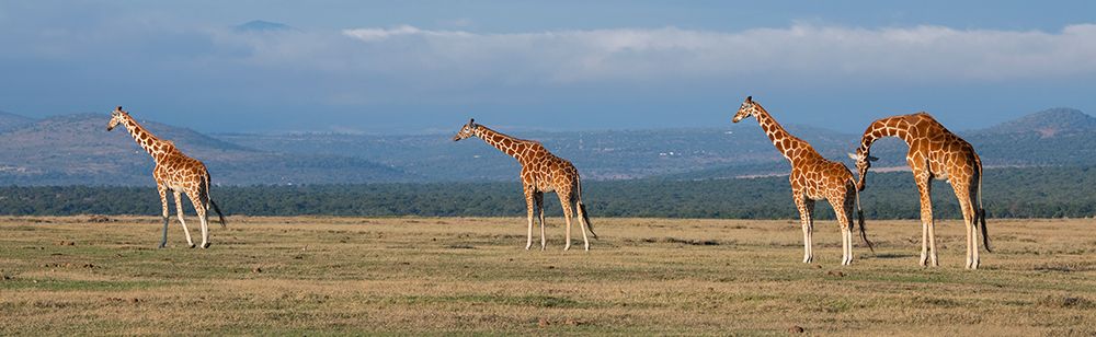 Wall Art Painting id:517345, Name: Africa-Kenya-Ol Pejeta Conservancy-Herd of Reticulated giraffe-Endangered species, Artist: Hopkins, Cindy Miller