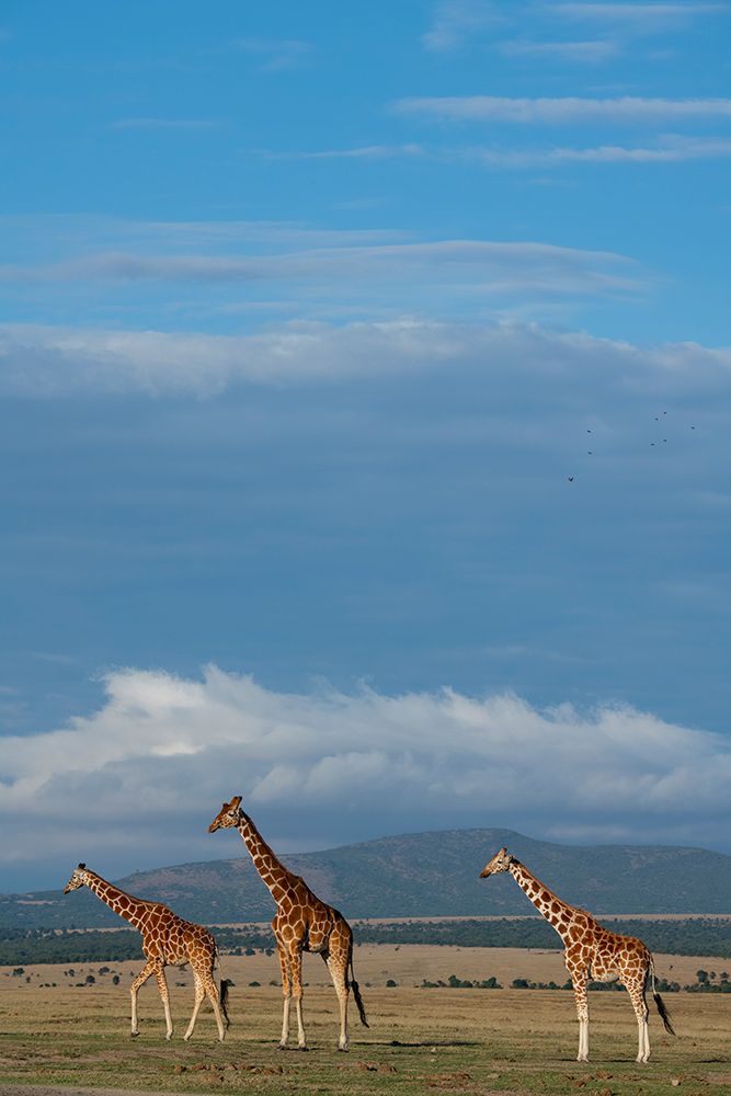 Wall Art Painting id:517347, Name: Africa-Kenya-Northern Frontier District-Ol Pejeta Conservancy-Reticulated giraffes, Artist: Hopkins, Cindy Miller