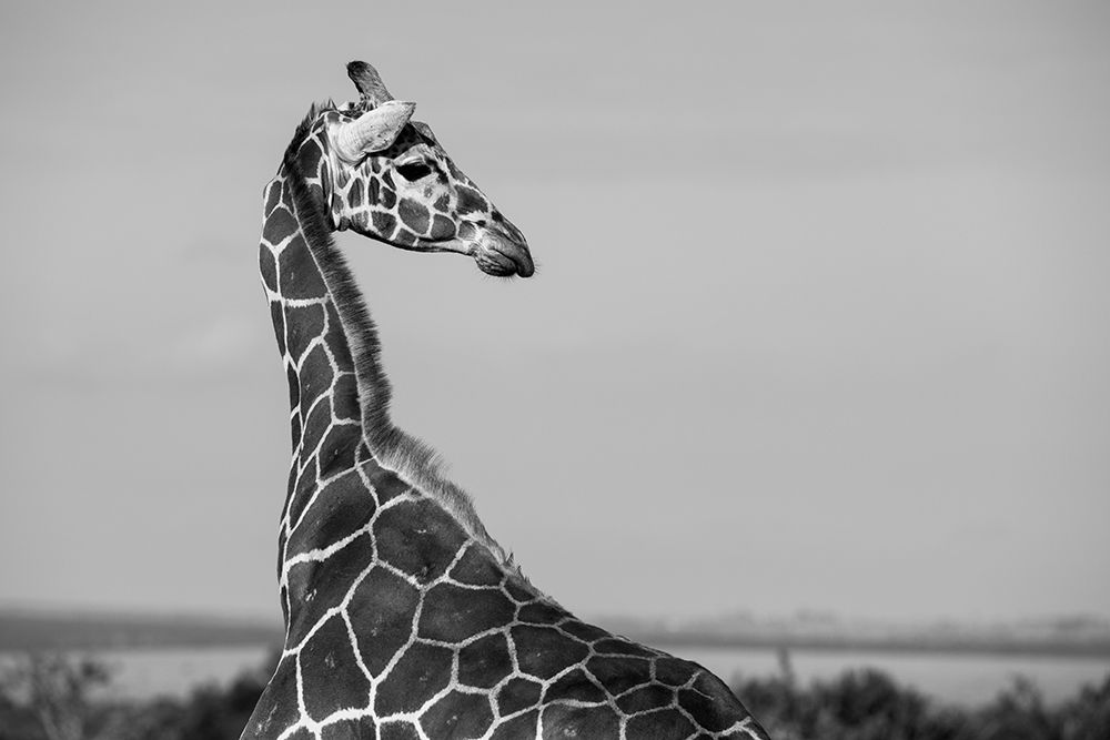 Wall Art Painting id:517350, Name: Africa-Kenya-Ol Pejeta Conservancy-Reticulated giraffe Endangered species, Artist: Hopkins, Cindy Miller