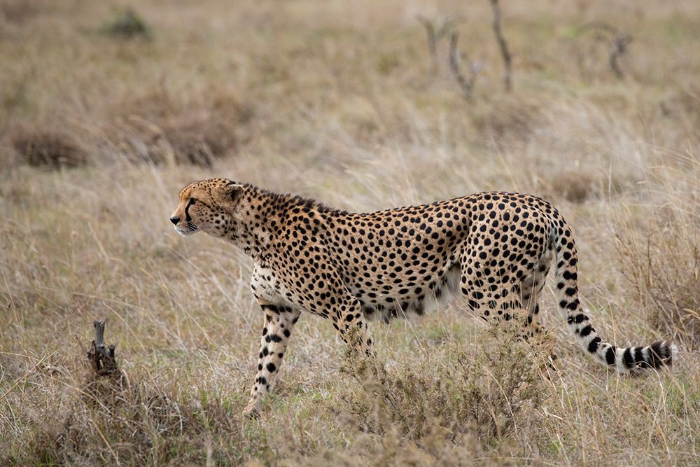 Wall Art Painting id:517351, Name: Africa-Kenya-Laikipia Plateau-Ol Pejeta Conservancy-Lone male cheetah-endangered species, Artist: Hopkins, Cindy Miller