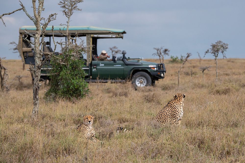 Wall Art Painting id:517352, Name: Africa-Kenya-Ol Pejeta Conservancy-Safari jeep with male cheetahs-endangered species, Artist: Hopkins, Cindy Miller