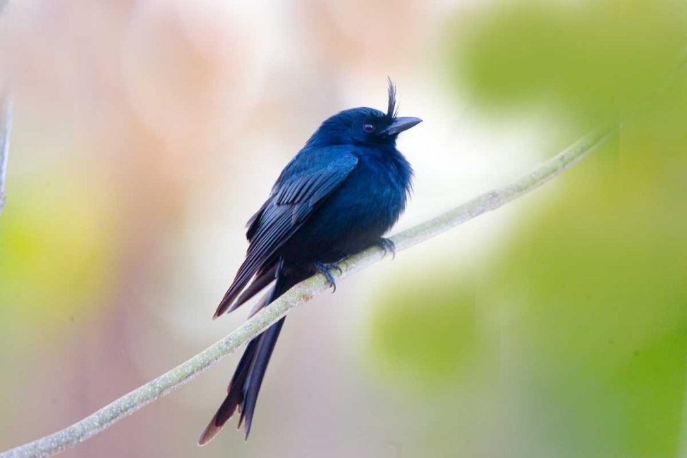 Wall Art Painting id:136033, Name: Madagascar Crested drongo perched on limb, Artist: Williams, Joanne