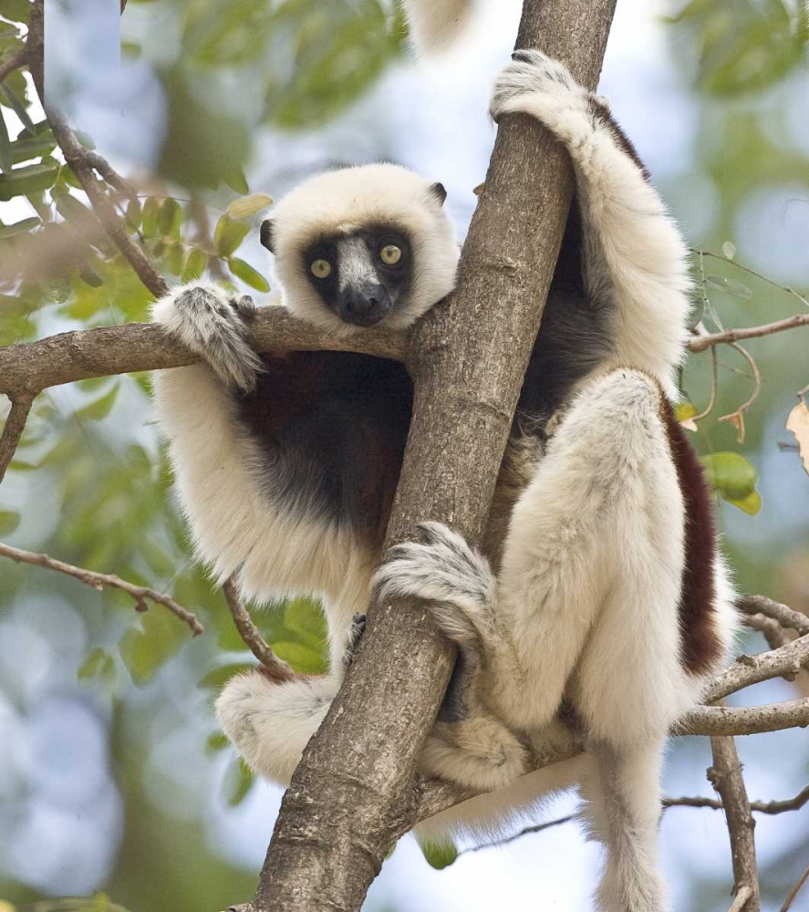 Wall Art Painting id:136015, Name: Madagascar Sifaka lemur perched in tree, Artist: Williams, Joanne