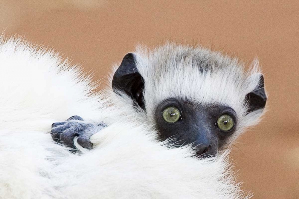 Wall Art Painting id:136059, Name: Madagascar Verreaus sifaka baby and mother, Artist: Williams, Joanne