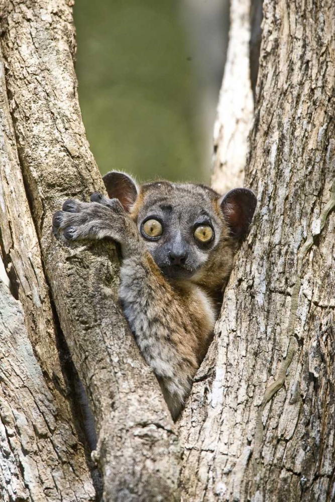 Wall Art Painting id:136108, Name: Madagascar White-footed sportive lemur in tree, Artist: Williams, Joanne