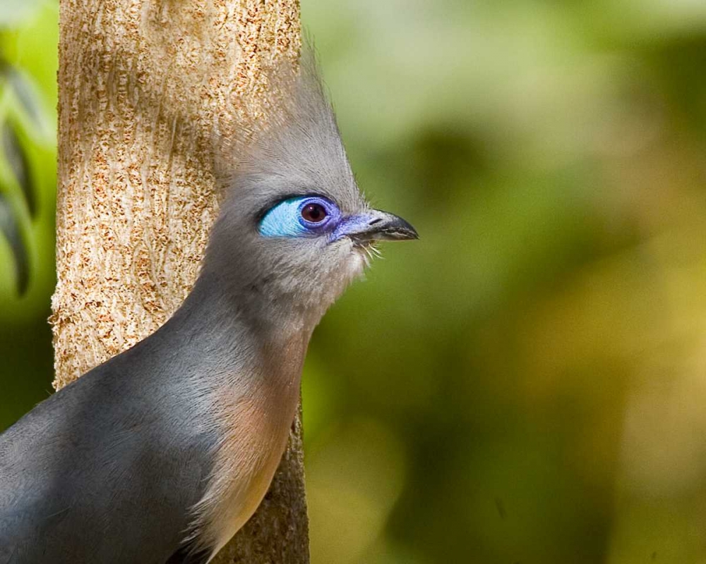 Wall Art Painting id:135997, Name: Madagascar Crested coua next to tree, Artist: Williams, Joanne