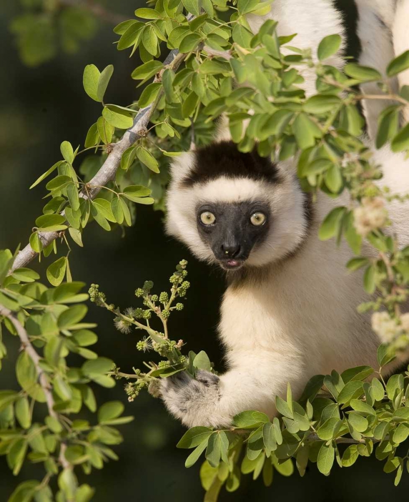 Wall Art Painting id:136071, Name: Madagascar Verreauxs sifaka hanging in tree, Artist: Williams, Joanne