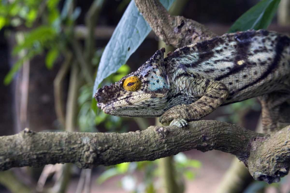 Wall Art Painting id:136020, Name: Madagascar Chameleon crawls on tree limb, Artist: Williams, Joanne