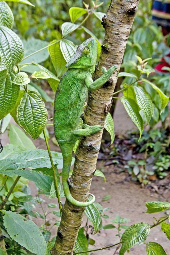 Wall Art Painting id:136021, Name: Madagascar Chameleon crawls up tree limb, Artist: Williams, Joanne