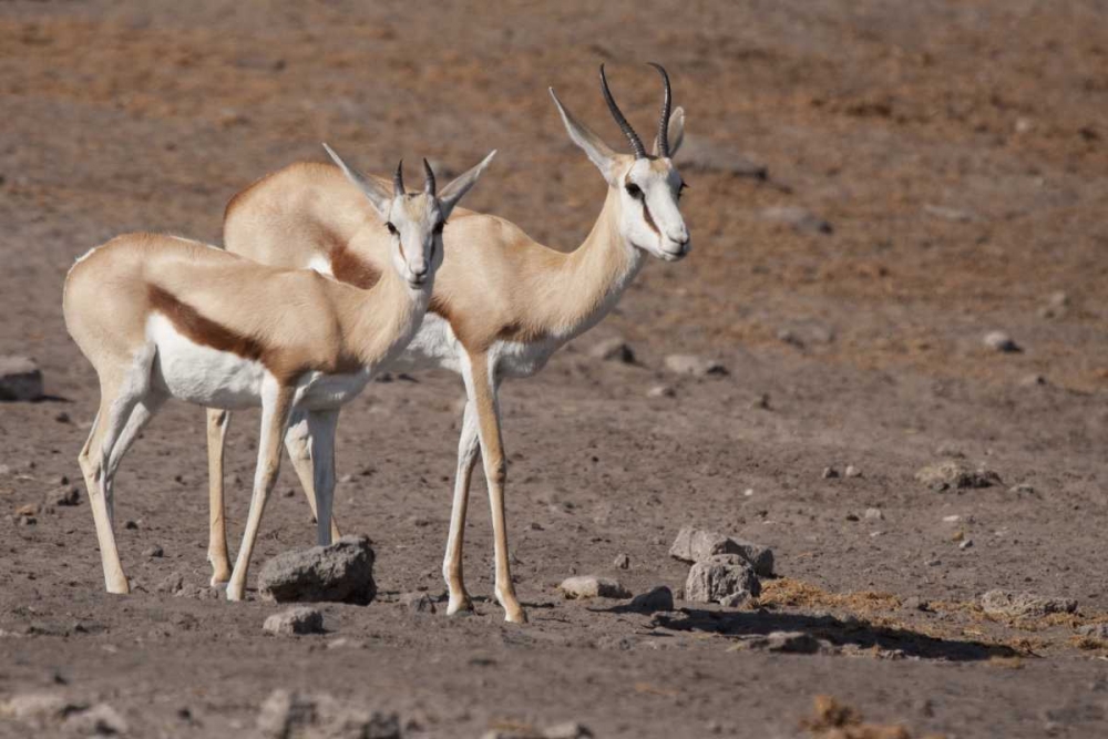 Wall Art Painting id:129913, Name: Pair of springboks, Etosha NP, Namibia, Artist: Kaveney, Wendy