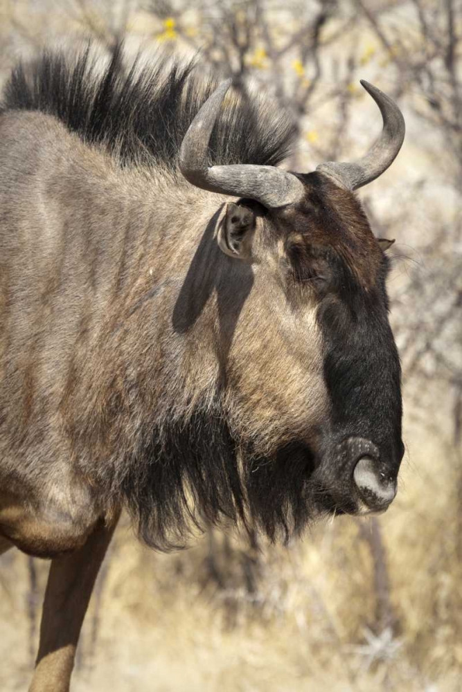 Wall Art Painting id:129951, Name: Side Wildebeest face, Etosha NP, Namibia, Artist: Kaveney, Wendy