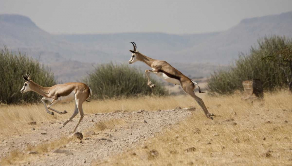 Wall Art Painting id:136467, Name: Running springboks in mid-jump, Palmwag, Namibia, Artist: Young, Bill