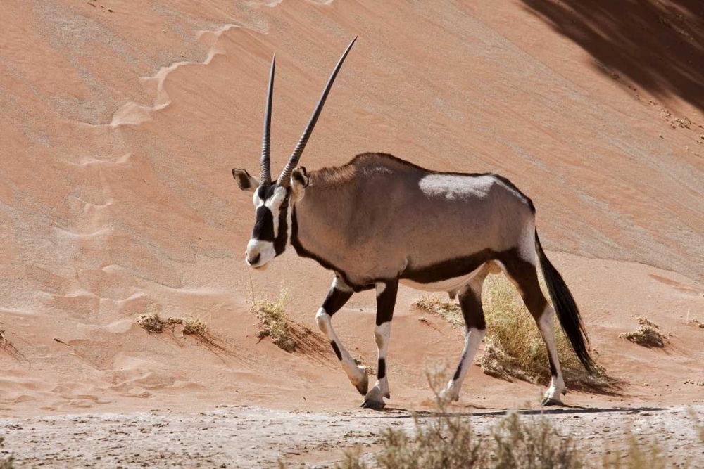 Wall Art Painting id:136491, Name: Male Oryx, Namib Naukluft, Namib Desert, Namibia, Artist: Young, Bill